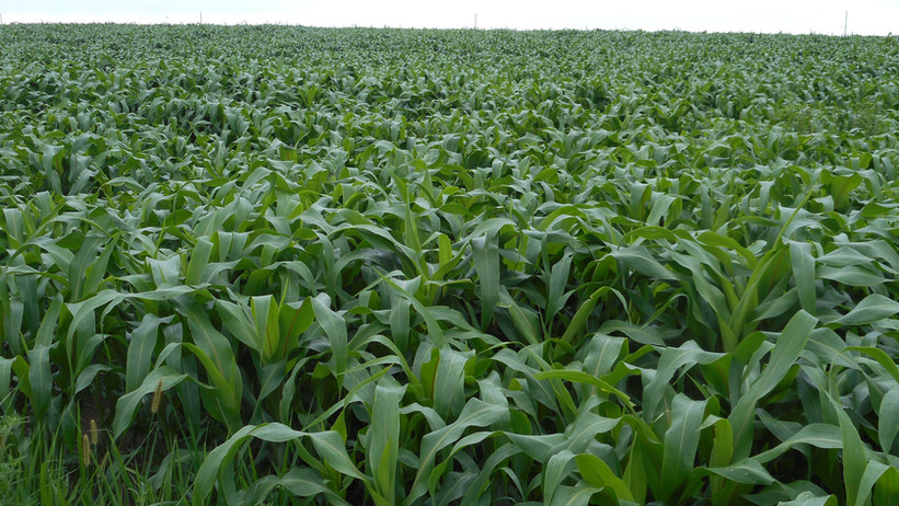 BMR 6 - Sorghum/Sudan Grass