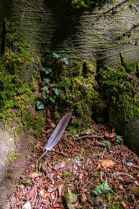 Natalie Jezzard_Low Rez-1832.jpg