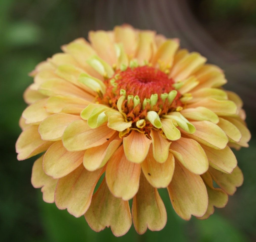 Zinnia -Queeny Lemon Peach
