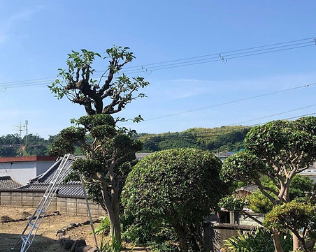 植栽1