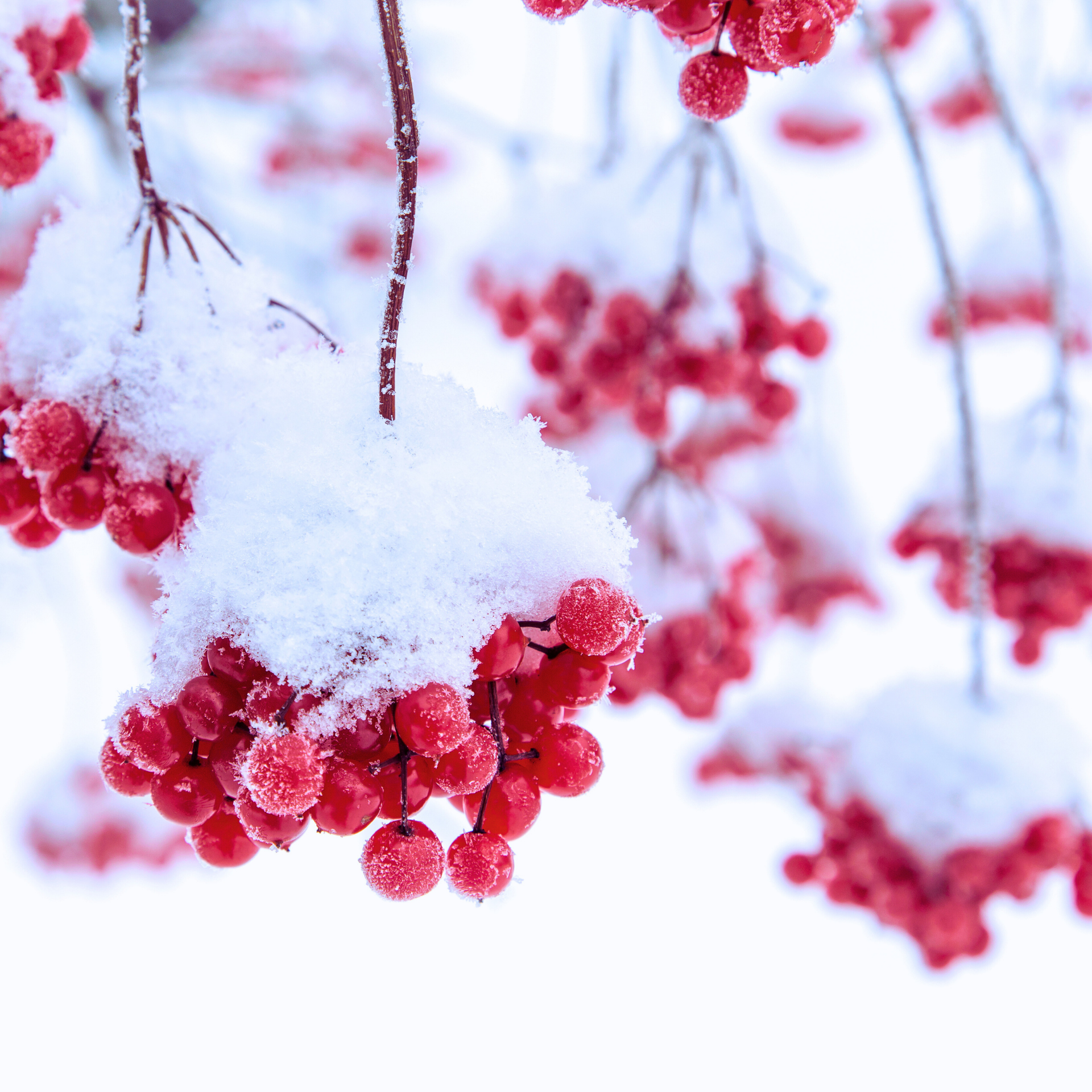 Frosted Cranberry