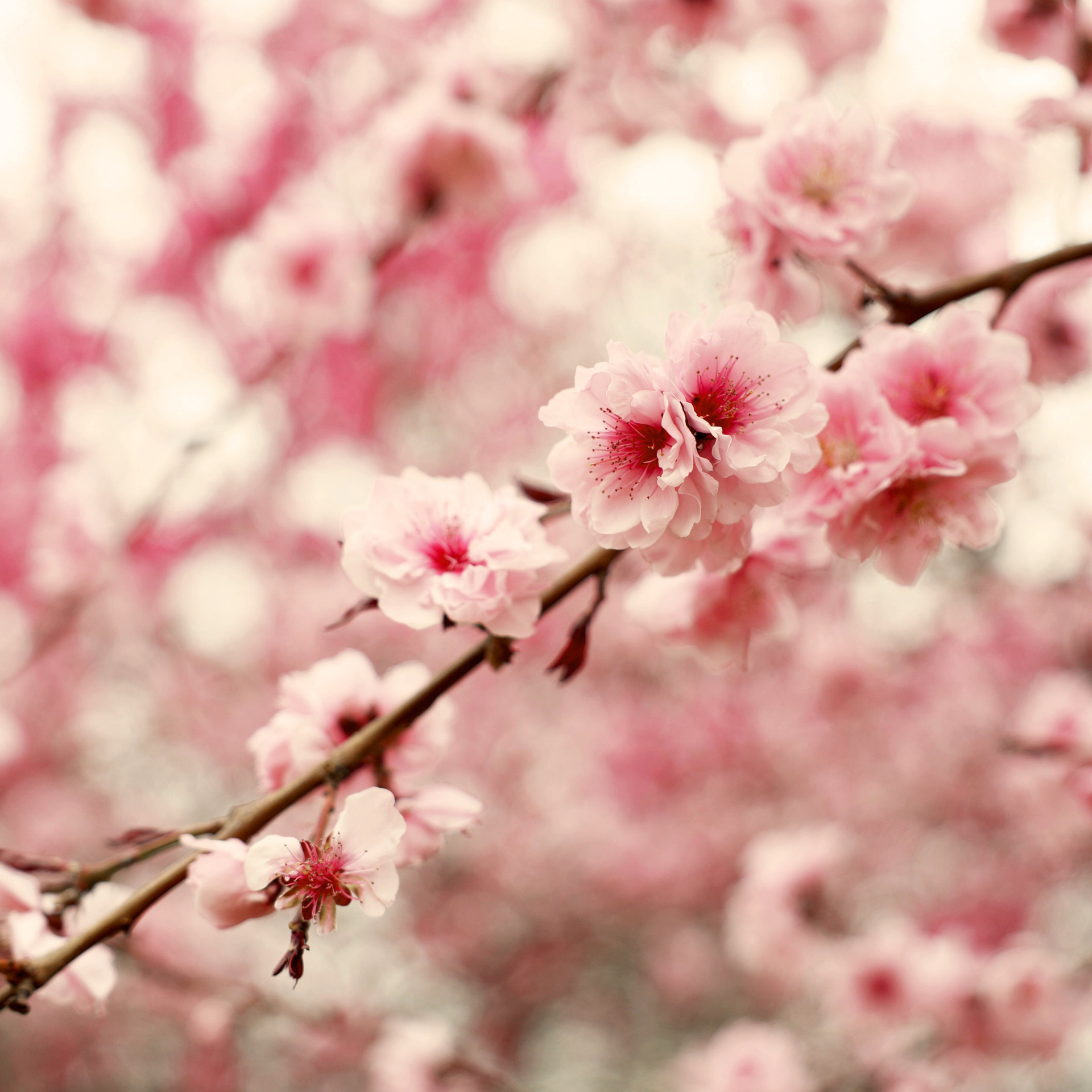 Japanese Cherry Blossom
