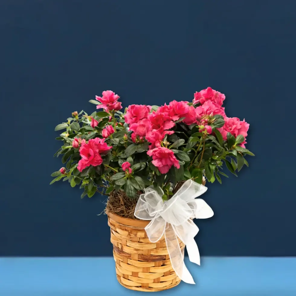 Pink azalea Easter basket with bow Oceanside East Rockaway NY same day delivery