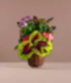 Vibrant plant gift basket with colorful seasonal greens – same-day delivery East Rockaway & Oceanside NY