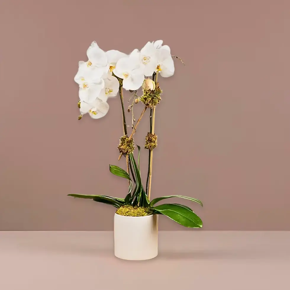White Phalaenopsis orchid with twin stems – same-day delivery in Oceanside & East Rockaway NY