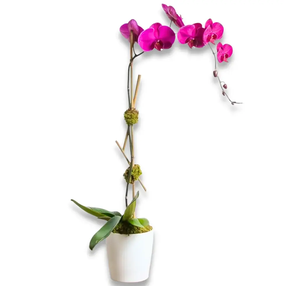 Pink single-stem orchid plant (Phalaenopsis) in white ceramic pot – Flowers by Mike NY