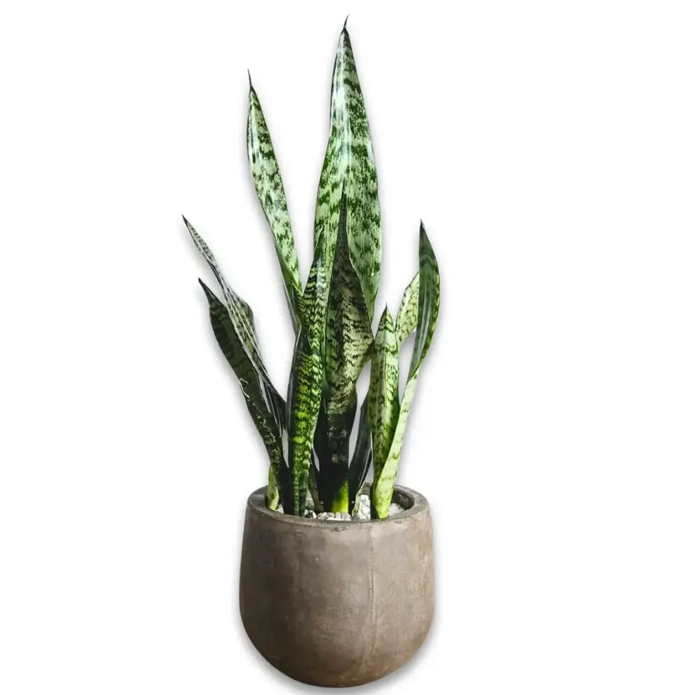 Tall Sansevieria trifasciata (snake plant) in gray ceramic pot – Flowers by Mike NY