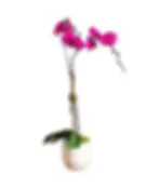 Pink Phalaenopsis orchid with double stems in a ceramic pot – Flowers by Mike NY