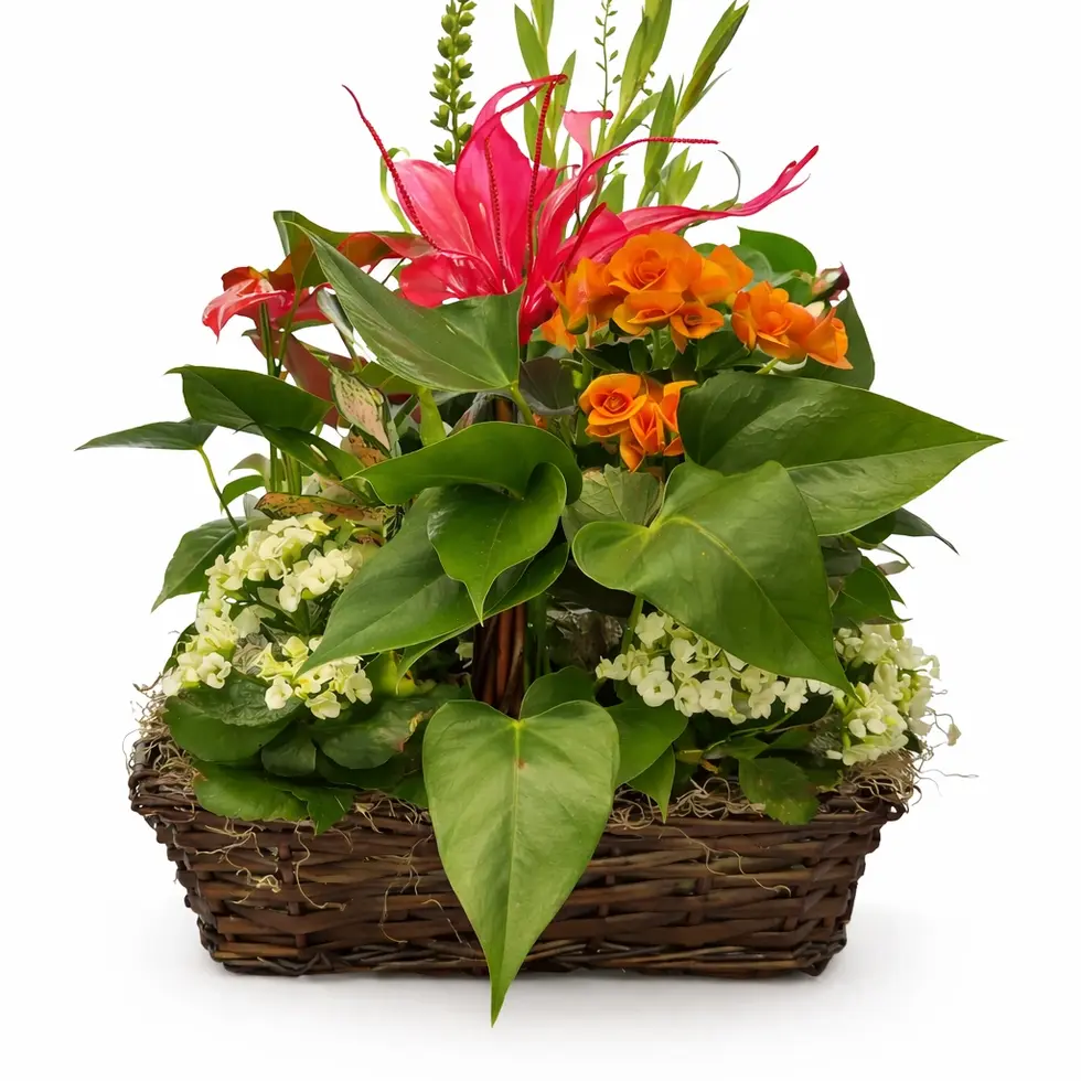indoor plant and flower basket gift east rockaway ny same day delivery florist