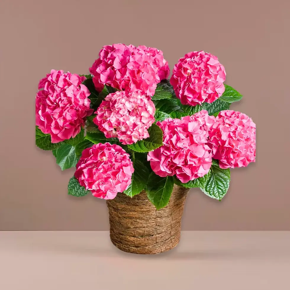 Lush blooming pink hydrangeas in basket – same-day delivery East Rockaway & Oceanside NY