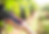 tenute dello Jato Grape Harvest Close-Up.png