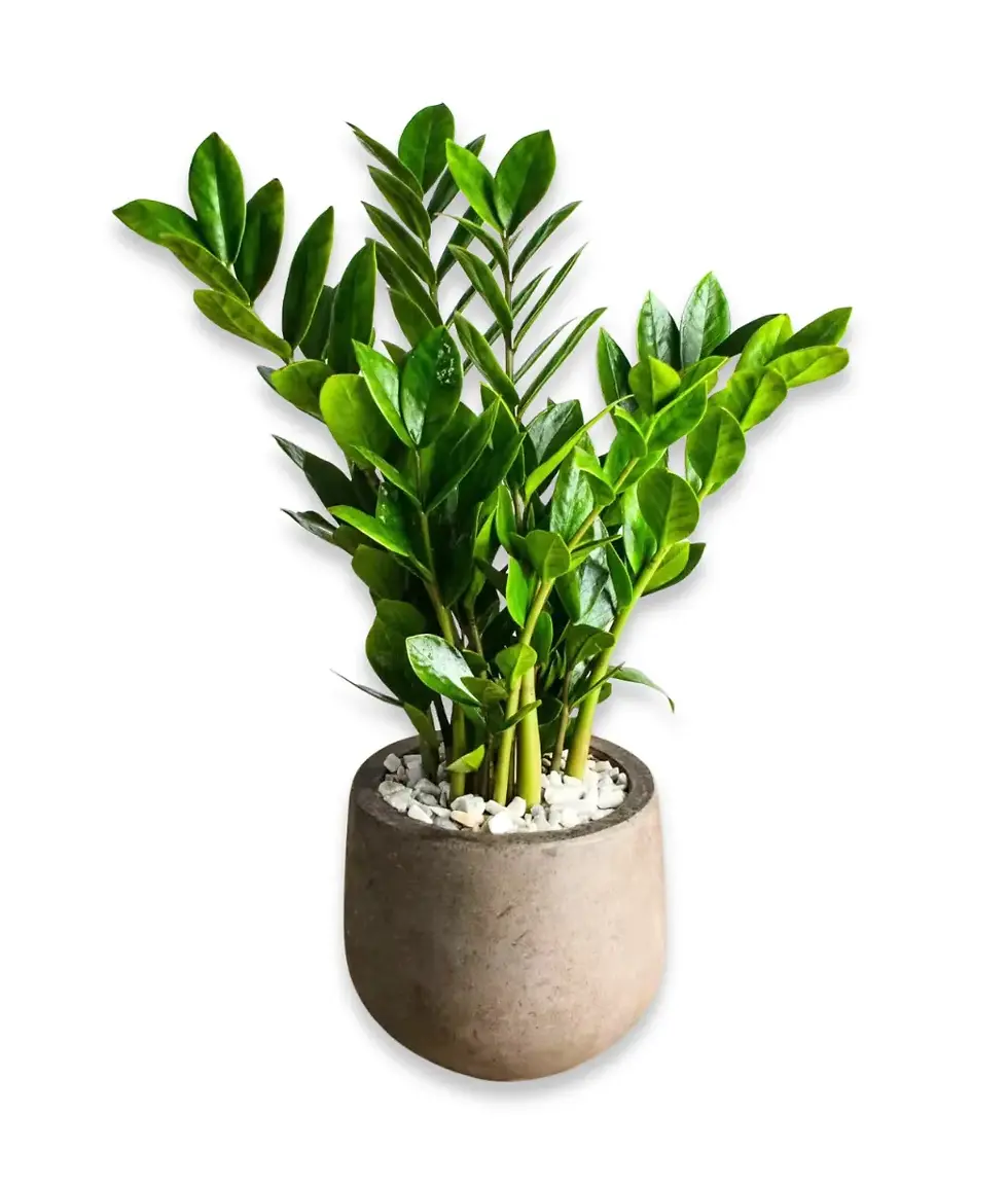 Lush ZZ Plant (Zamioculcas zamiifolia) in neutral ceramic pot – Flowers by Mike NY