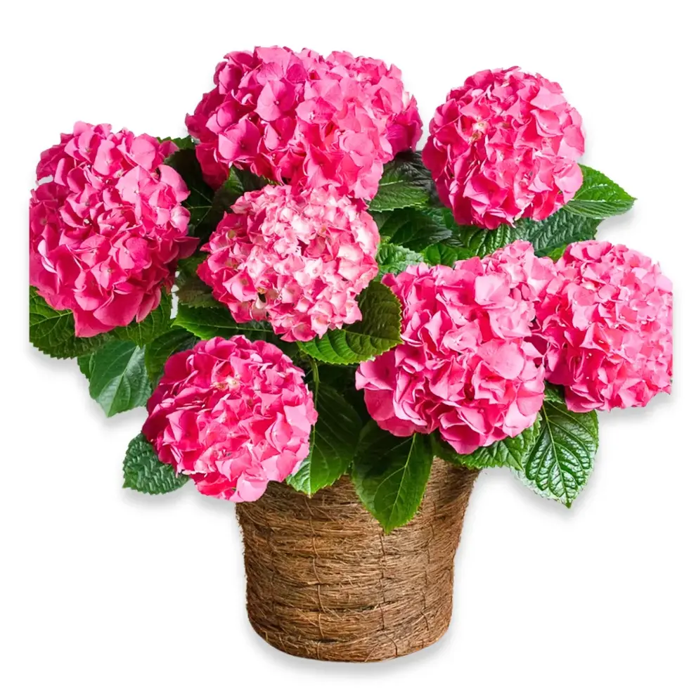 Bright pink hydrangea plant in a rustic woven basket – Flowers by Mike NY