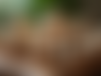 How Gourmet Mushrooms Can Elevate Your Dishes