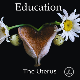 Illustration of a uterus with flowers, representing education about the female body and birth.