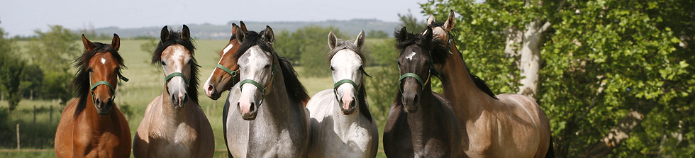 horses-field.jpg