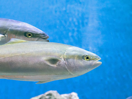 겨울이 가장 맛있는 생선, 방어