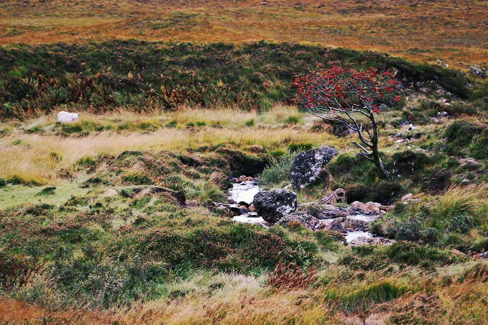 Scotland-UK-Isle-Skye-tree.jpg
