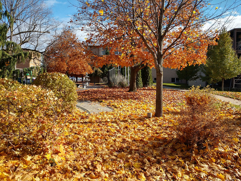 All the leaves are brown