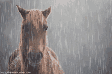 A horse stands in the rain, gazing ahead with a hopeful expression, eager for mental engagement despite the weather.