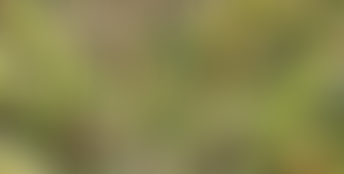 Sugarcane Mosaic Virus in Florida: Understanding the Threat