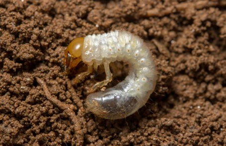 Seasonal Pest Control Guide for South Florida: Protecting Your Lawn from Summer Invaders