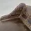 Thumbnail: Antique Colonial Chaise Longue