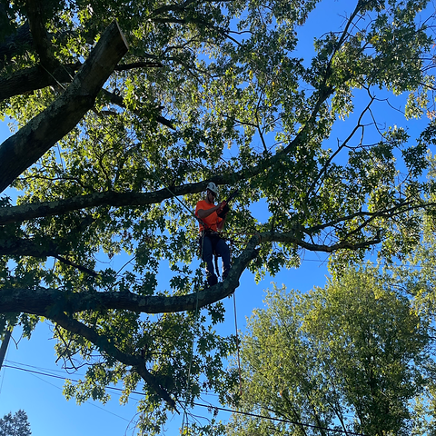 tree pruning sykesville, eldersburg