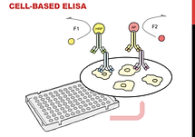 実験器具イラスト Vet Beluga 実験器具イラスト Vet Beluga