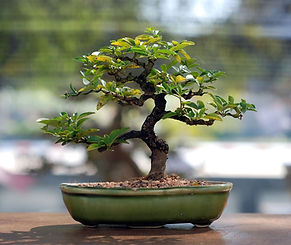 bonsai