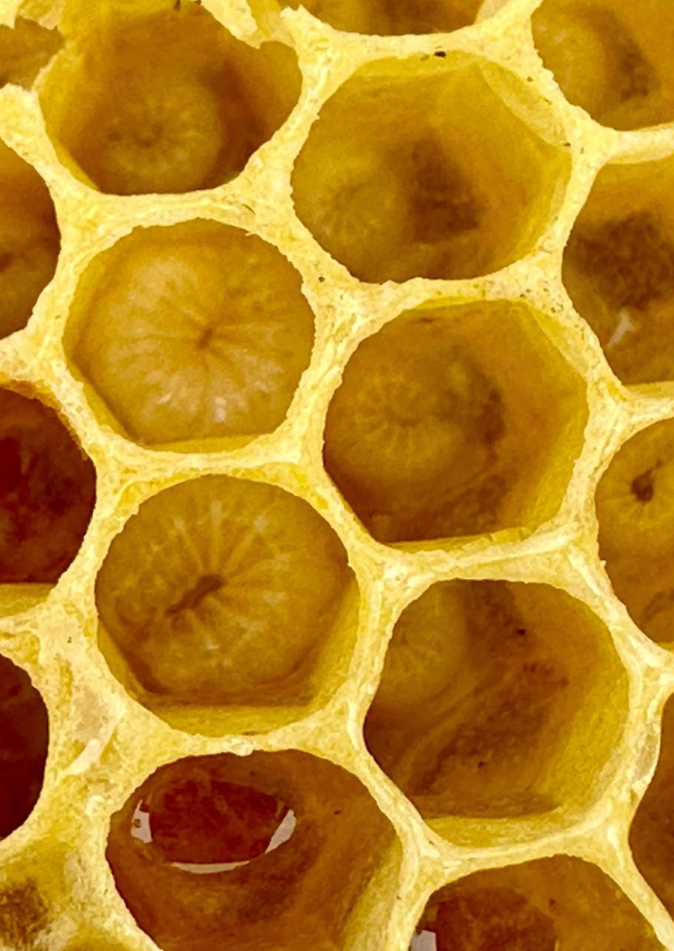Fig. 1. Larvas de abejas melíferas dentro de las celdillas de un panal. Eva Gutiérrez FMVZ-UNAM