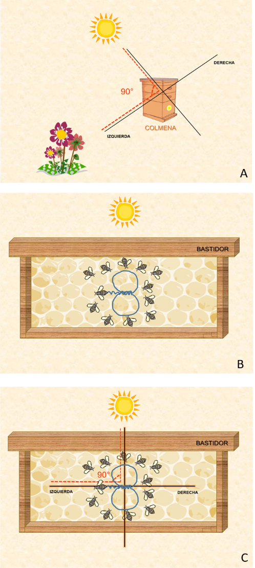 Fig. 3. Esquematización de una danza en ocho o coleteo. A) Vista exterior, se ubica el alimento a 90° a la izquierda de la colmena con respecto al Sol. B) Vista interior, abeja sobre el panal danzando en ocho y realizando el coleteo hacia la izquierda del bastidor. C) Empalme de la vista exterior sobre la interior.