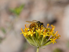 Los primeros días de una abeja melífera