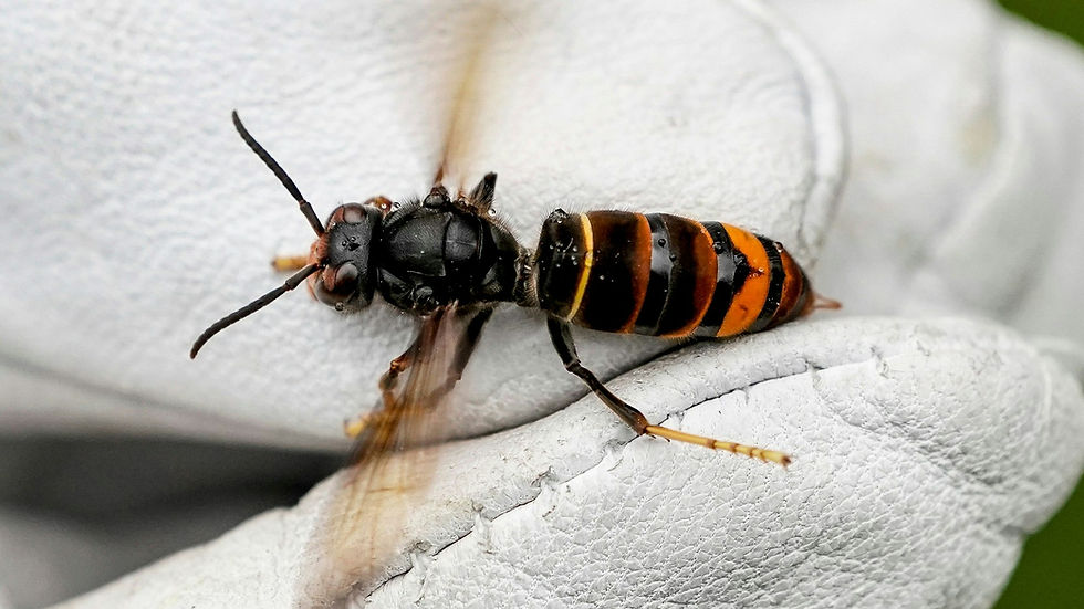 Asiatische Hornisse Vespa velutina