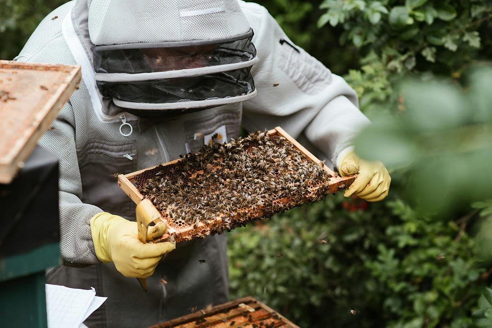 Ein Imker im Schutzanzug hält eine Honigwabe mit Bienen bei der Arbeit