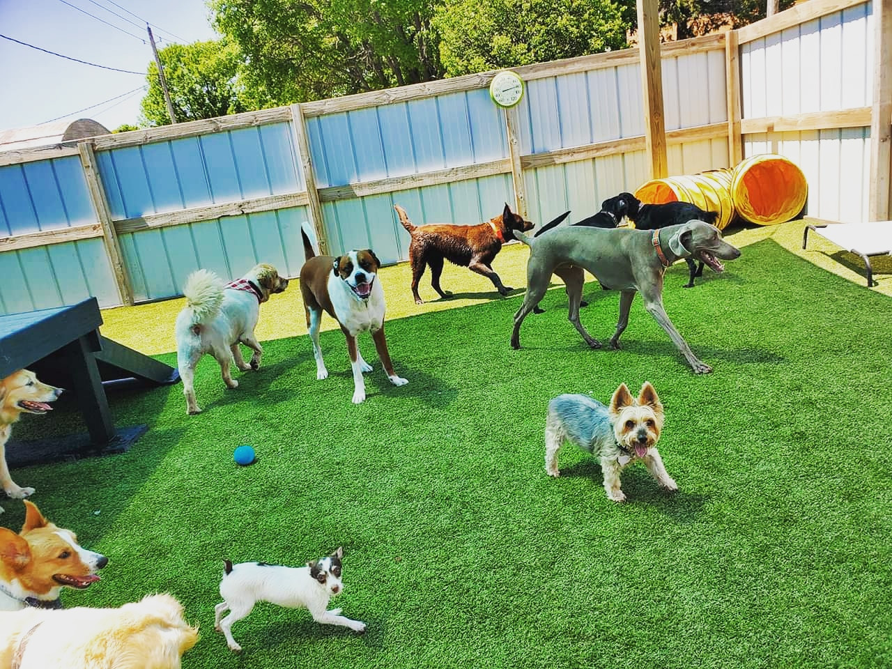 Boarding in North Iowa | Pampered Pets Retreat & Spa