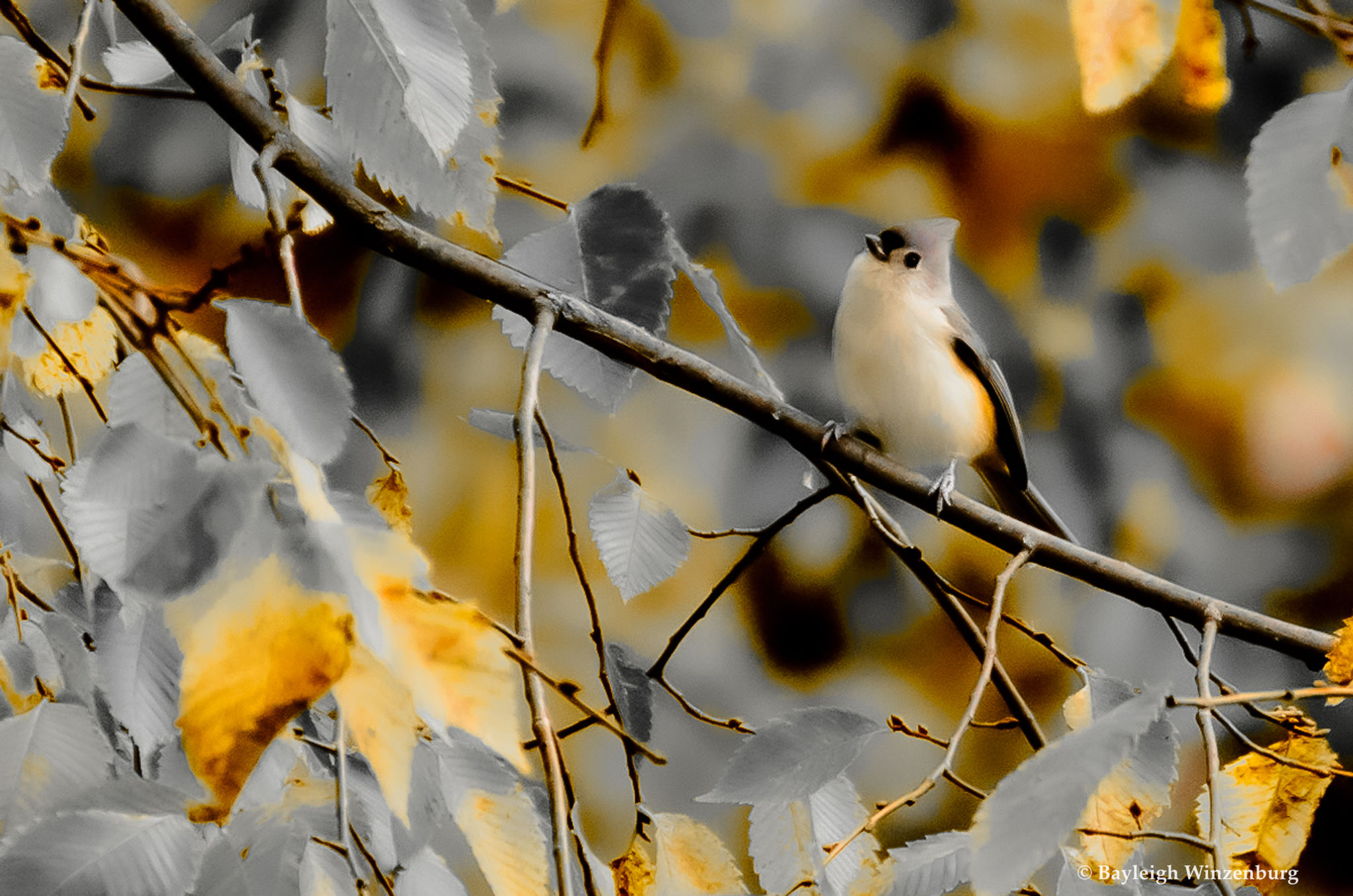 Tufted Titmouse