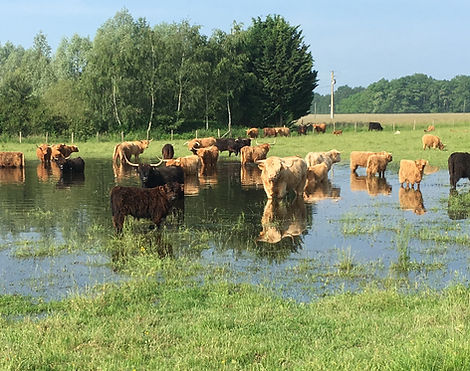 elevage-vaches-highland-cattle-saint-gondon