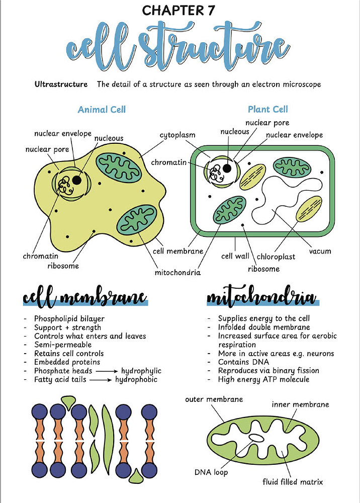 Leaving Certificate Biology Notes Cell Structure