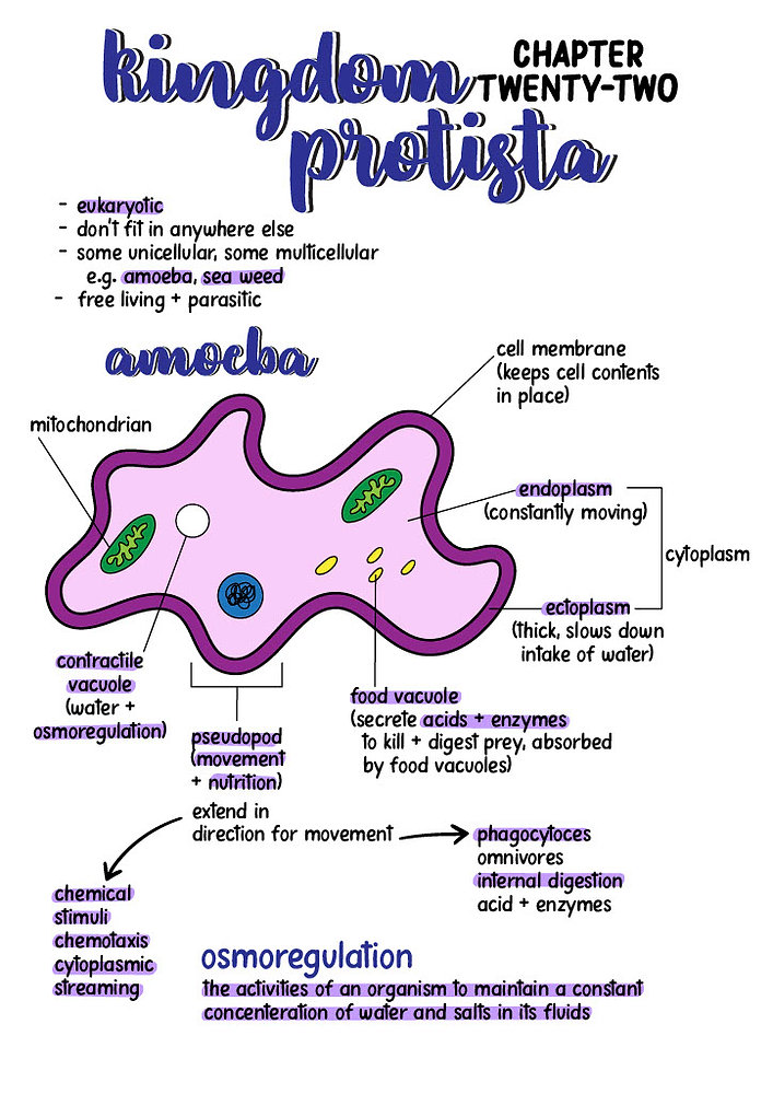 Leaving Certificate Biology Notes: Kingdom Protista
