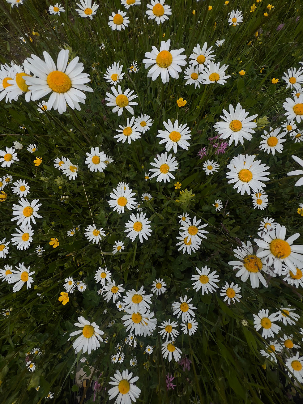 Anlegen einer Wildblumenwiese