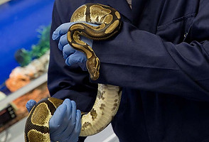 ntu snake.jpg