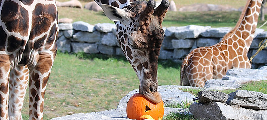 giraffe enrichment detroit zoo.jpeg