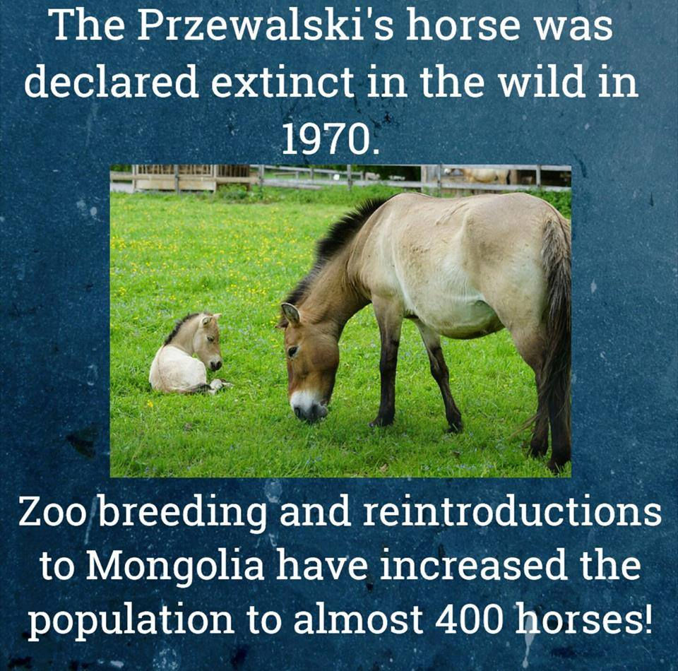 przewalski's horse