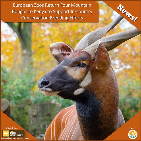 Mountain Bongo repatriation_EAZA 2026.jpg