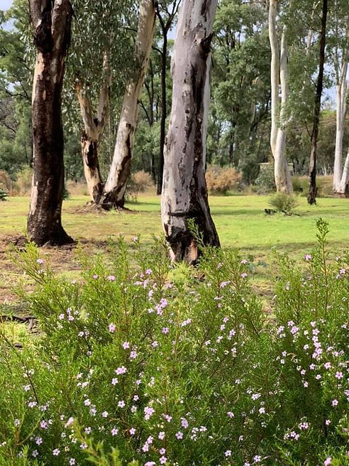 trees at WMM.jpeg