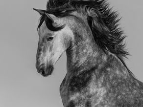 Was ist der Unterschied zwischen Cannabis und Hanf?