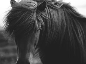 Jetzt gibt es auch Tierfutter mit CBD