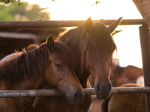 Entlastung des Stoffwechsels