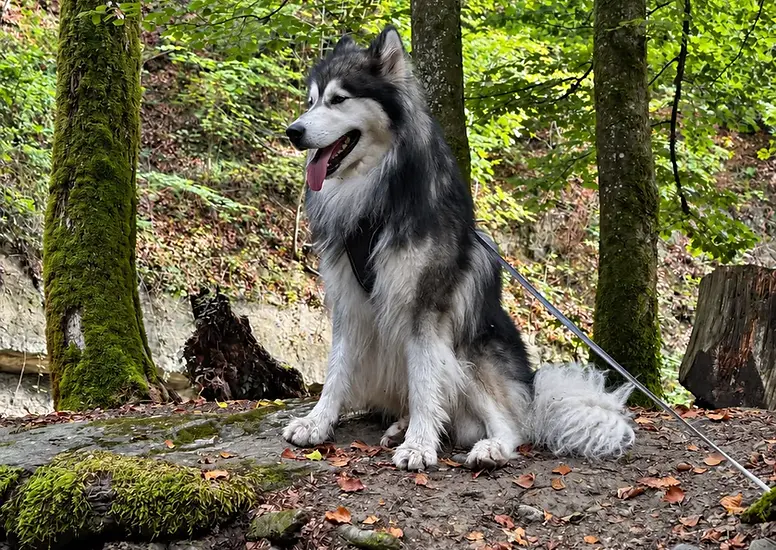 Husky noir et blanc assis dans une forêt, entouré d’arbres et de feuilles d’automne.
